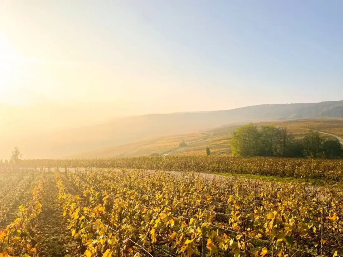 Morning walk through Champagne vineyards